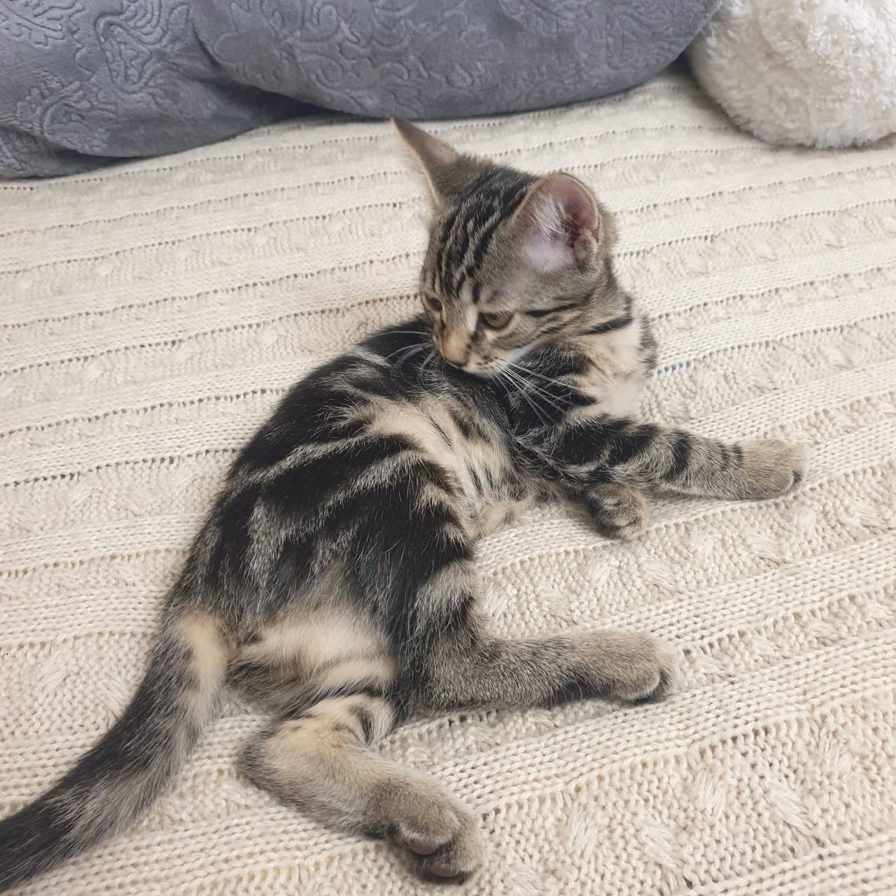 Котёнок девочка в добрые руки - Животные в Химки